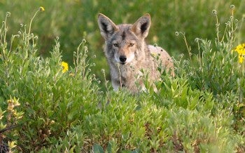 Coyote in a meadow
