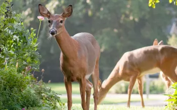 Deer in a garden