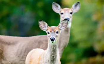 two deer in a yard