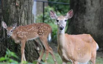 Three deer explore a backyard