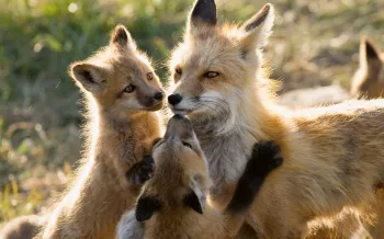 Mother fox nursing several kits