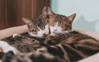 Two cats cuddling on a soft bed with their eyes closed