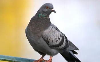Pigeon on a metal fence