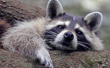 Raccoon lounging in a tree