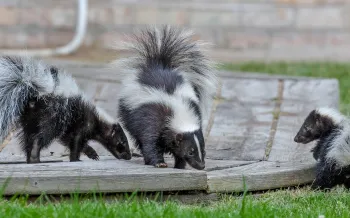 Three skunks on a porch