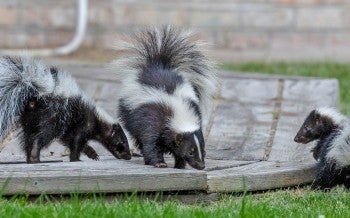 Three skunks on a porch