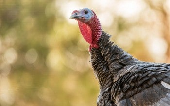 Wild turkey in the woods