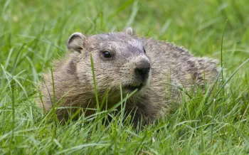 Woodchuck in the grass