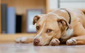 A tan dog lays on the ground looking sad