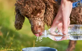 Dog drinking water from a water bottle