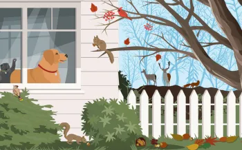 Illustration of a dog and cat looking out a window at backyard wildlife.