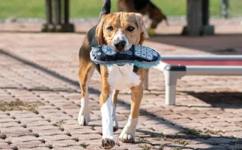 Photo of a beagle with a toy in it's mouth