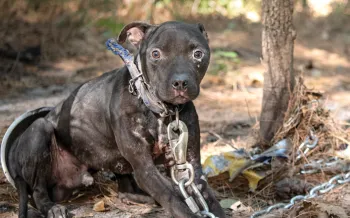 Ray J the dog tied with heavy chains to a tree.