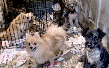 Filthy conditions surrounding dogs inside a puppy mill.