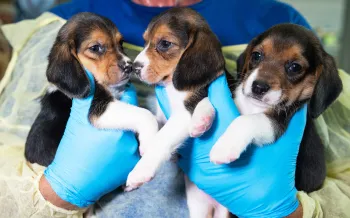 Puppies rescued from Envigo facility held by HSUS rescuer