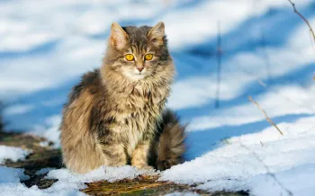 Fluffy grey cat outside in snowy lawn