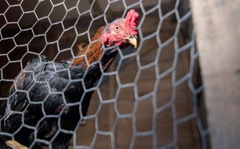 A rooster looks out from a caged enclosure.