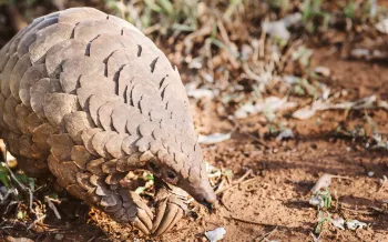 Photo of Cory, the pangolin.