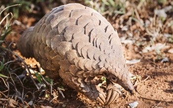 Photo of Cory, the pangolin.