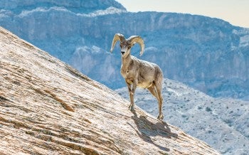 Nevada desert Bighorn sheep, Ovis canadensison, a rock cliff close up portrait