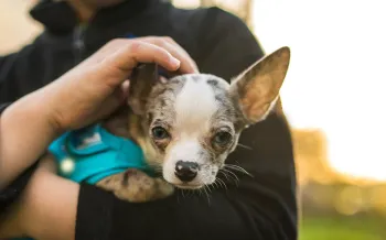 Boy holding a Chihuahua dog