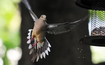 Mourning dove flying to a bird feeder