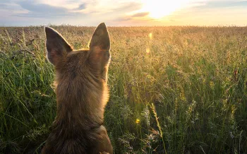 Dog looking at a sunset