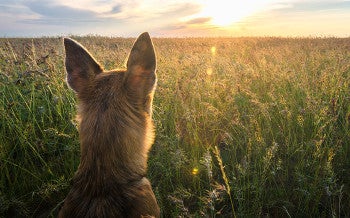 Dog looking at a sunset
