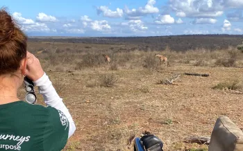 A woman in a green shirt looks out over African savanna and sees multiple giraffes