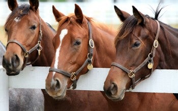 three horses look over a fence