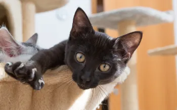 kitten relaxing inside cat bed stretching out paw showing claws
