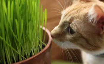 tabby cat getting close to some potted grass