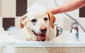 Golden lab taking a bubble bath in a large bath tub