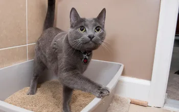 Happy cat leaving litter box 