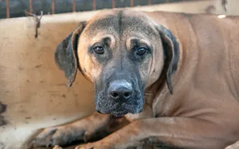 A sad dog looks out from a cage on a dog meat farm in South Korea.