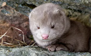 Photo of a mink rescued from a fur farm.