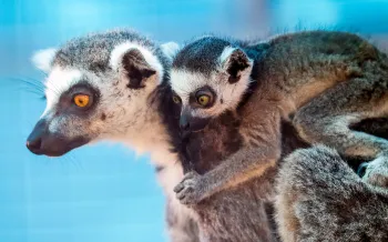 Lemurs in temporary area at Black Beauty Ranch after being rescued from a zoo in Puerto Rico