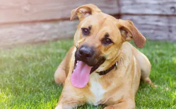Happy dog laying in the sun in yard