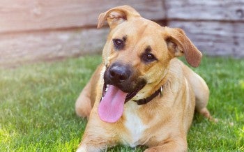 Happy dog laying in the sun in yard