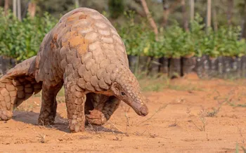 Indian Pangolin, one of the most traffic/smuggled wildlife species for its scales