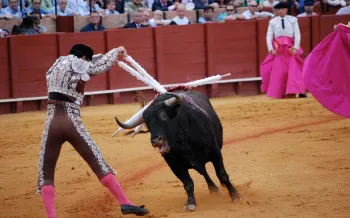 A matador thrusts swords into an exhausted bull in a bullfighting arena