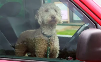 Dog in hot car