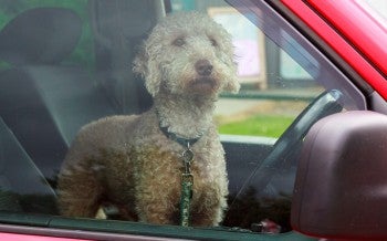 Dog in hot car