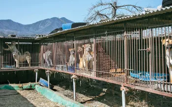 Backed out view of several cages filled with dogs at a dog meat farm.