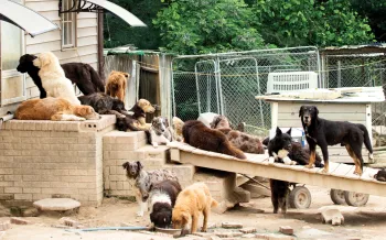 Many dogs dogs living in filthy conditions on the property of a high-volume breeder