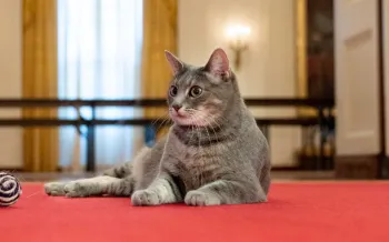 President Biden's cat Willow explores the White House