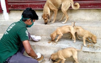 Man feeding street dogs in India.