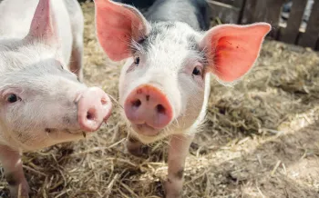 young piglets Patsy & Saffron play in Summer sunshine in their enclosure at Pigs In The Wood sanctuary for pigs 