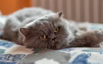 Sleepy cat resting on blanket