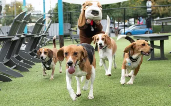 4 beagles running